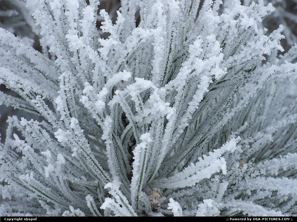 Omaha Nebraska Frost, pine, needles