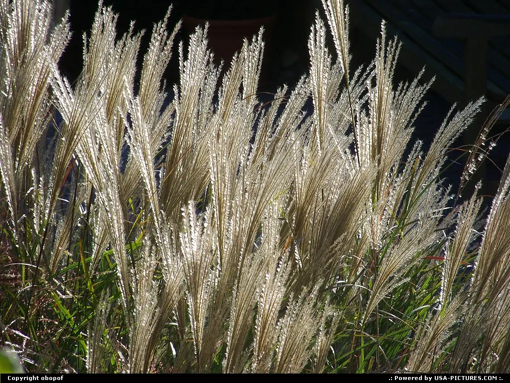 Omaha Nebraska Grass