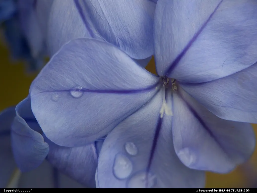 Lincoln Nebraska Macro, flower, blue