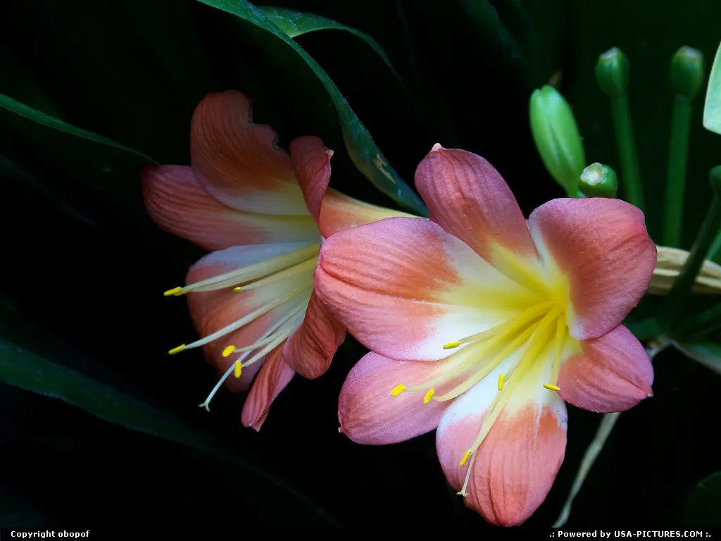 Omaha Nebraska Flower, lily