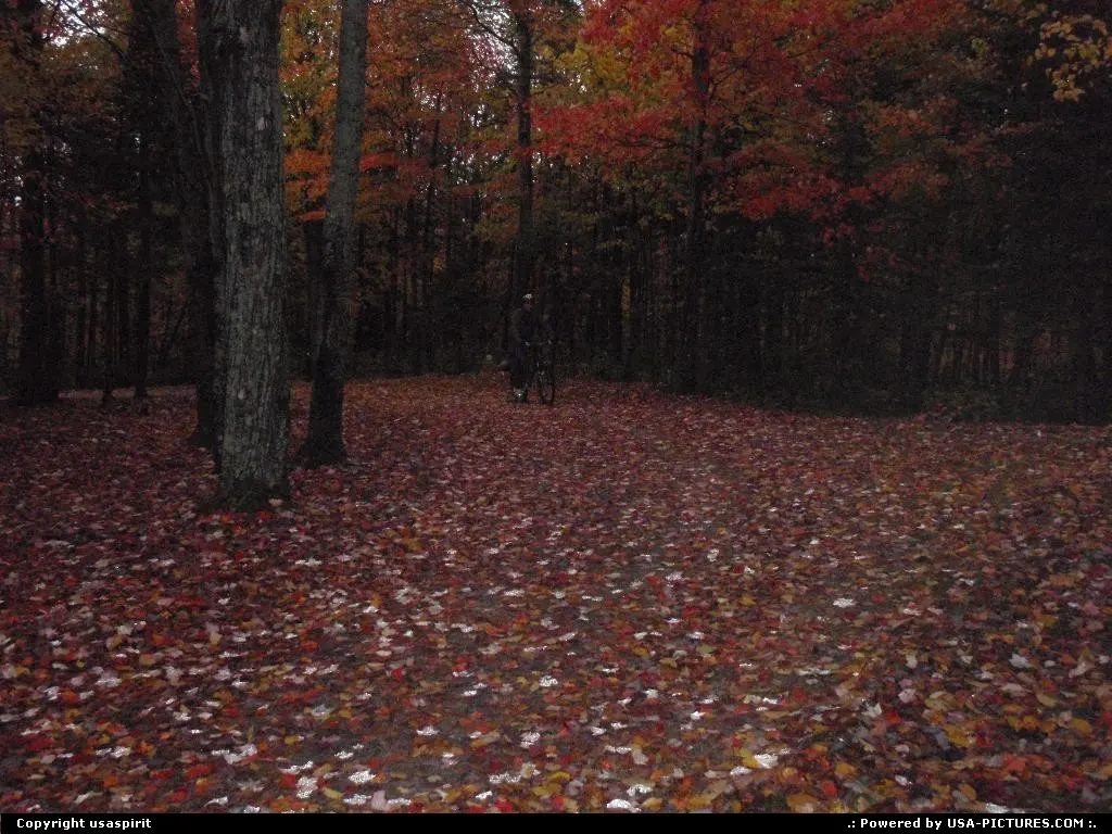 Fall season, forest in new hampsire