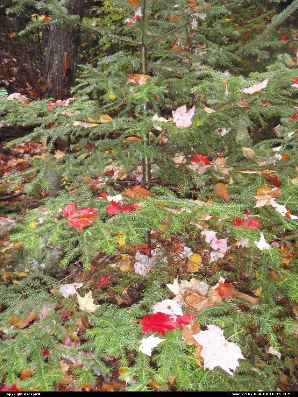 Chrismas tree ? Fall season in new hampsire