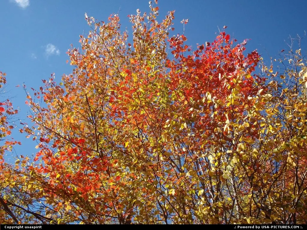 Fall color new hampsire
