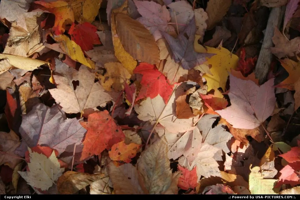 Magical colors on the leaves in fall