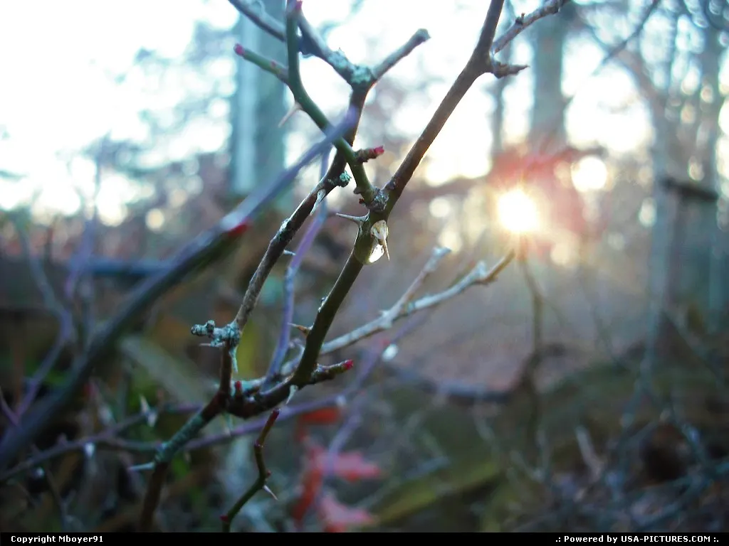 Thorn Bush