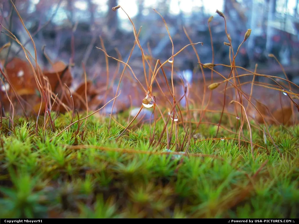 Moss