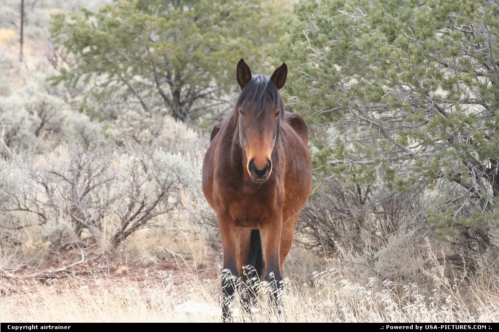 sympathic horse on the side of the road 264
