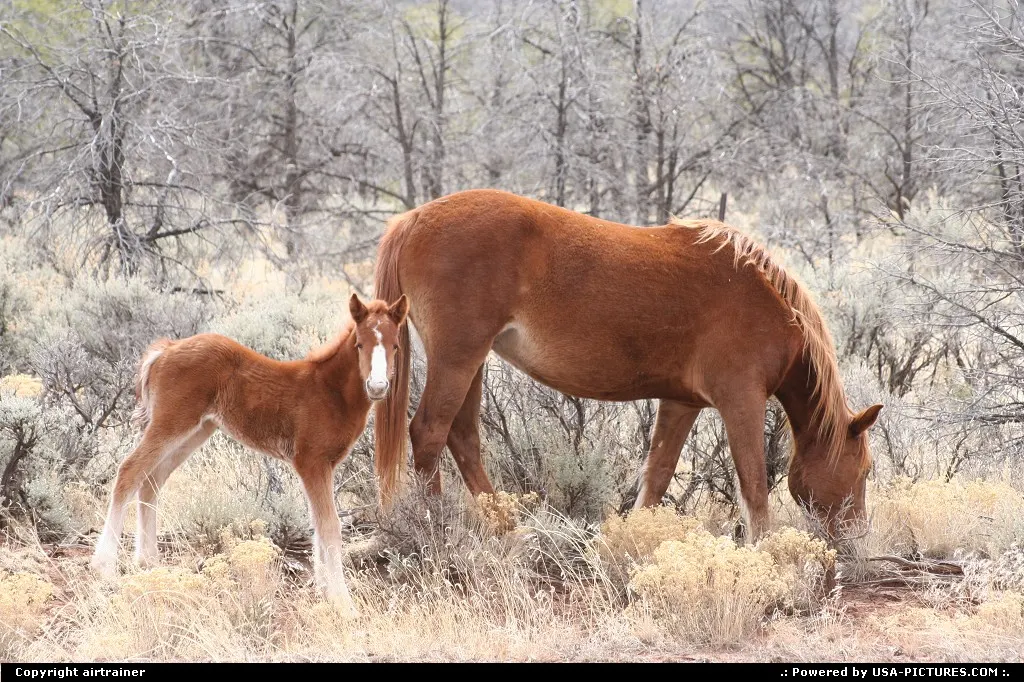 if you drive on the road 264 you will maybe have the chance to see these sympathic hors...