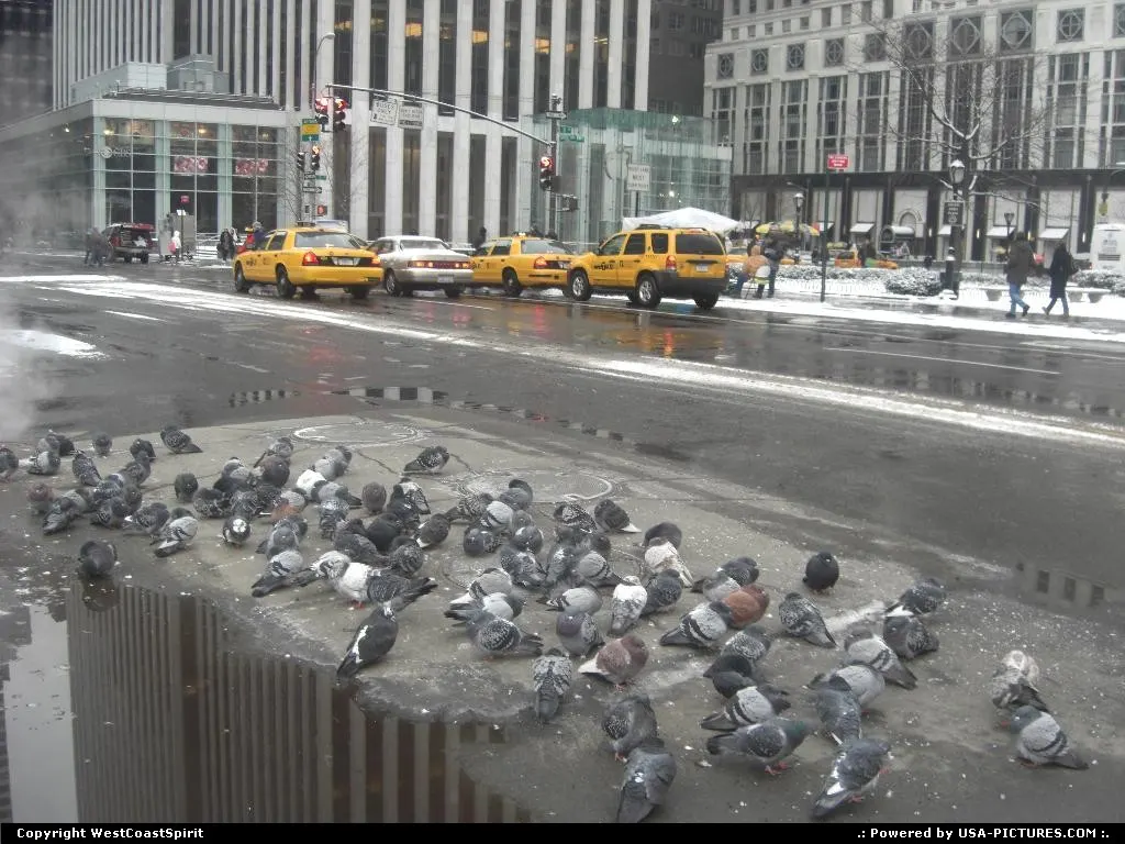 Pigeons having a salty lunch in front of Central Park.