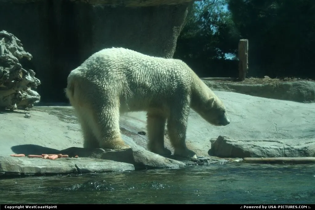 Polar bear having fun at the zoo. Right after a carrots snack :)