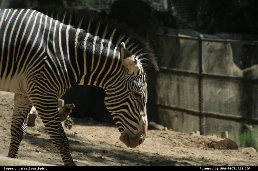 Mr Zebra parading at the zoo...