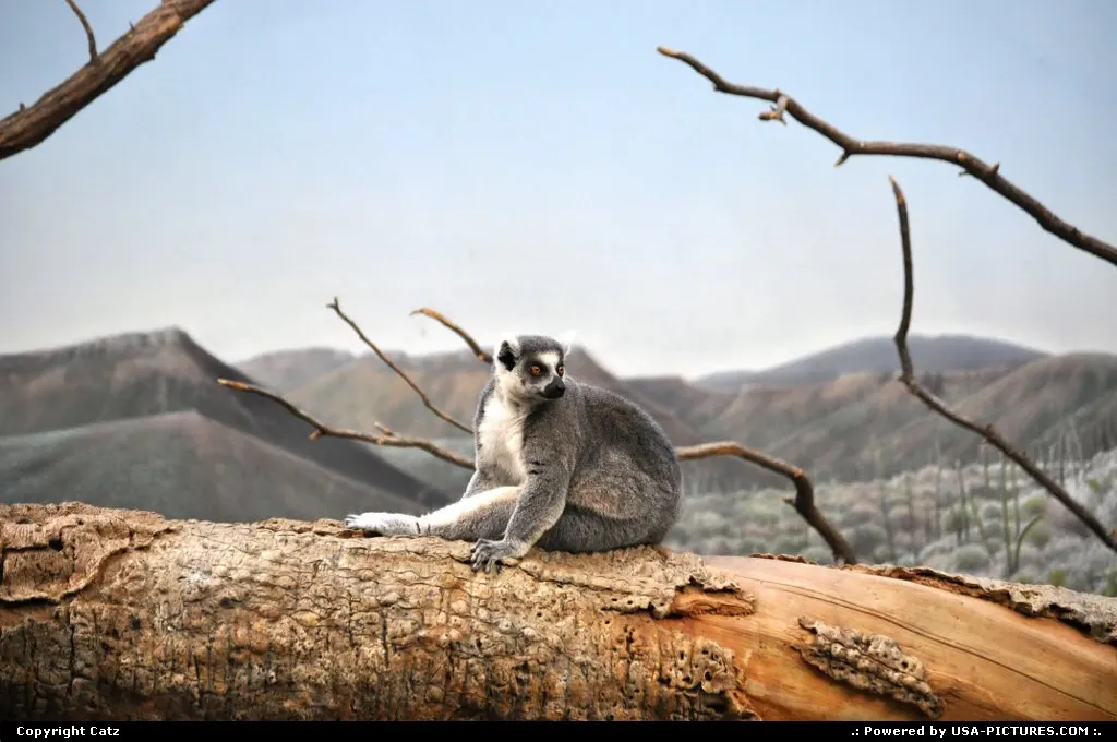 Bronx New-york Bronx zoo