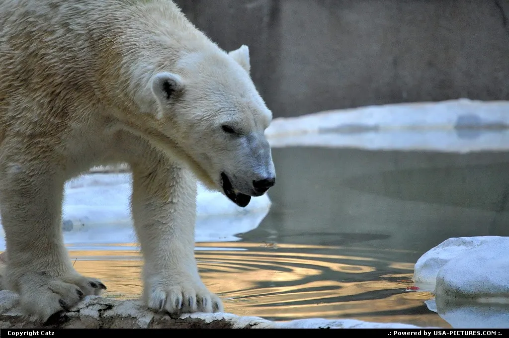 Bronx New-york bronx zoo, polarbear