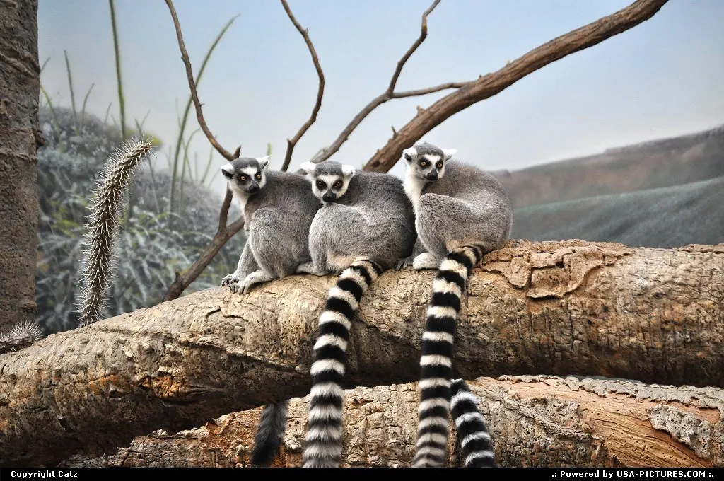 Bronx New-york Bronx Zoo,lemurs