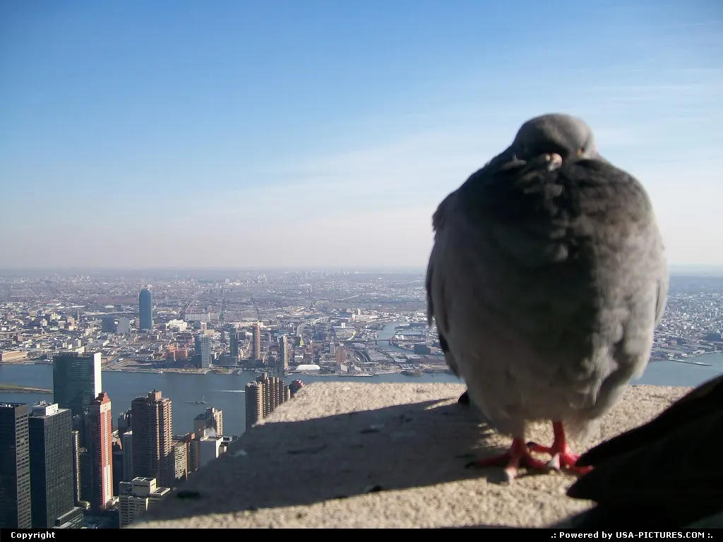 New York New-york