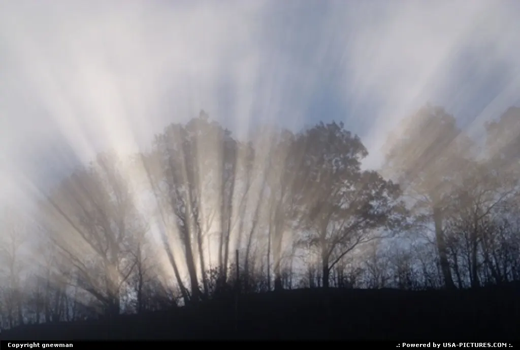 Sunbeams shining through the trees and lifting fog.