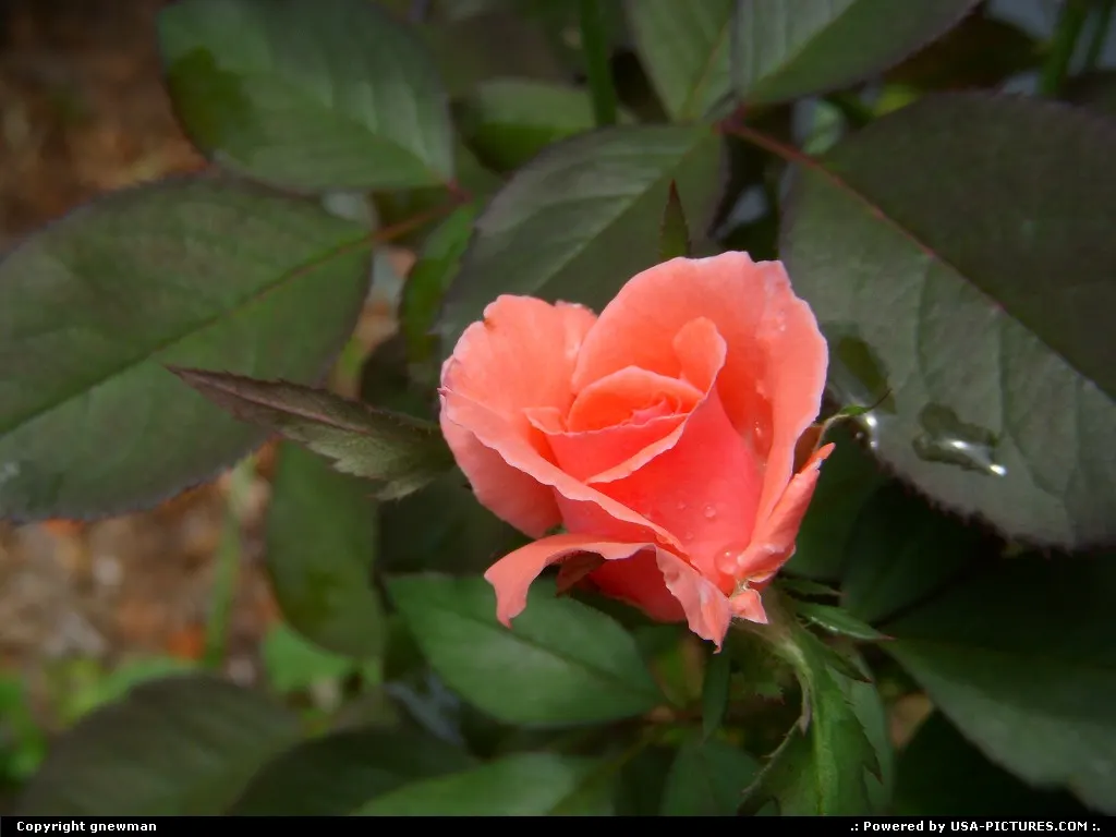 A coral rose in my flower bed.