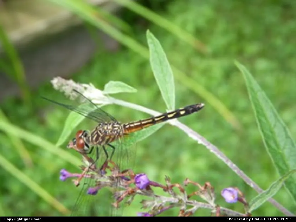 A dragonfly on a butterfly bush.