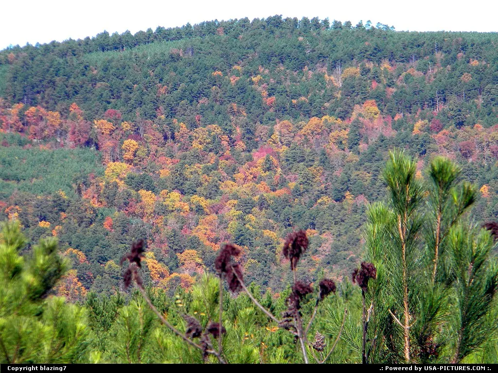 Changing leaves among the pine forests of the Kiamichi Mountains in Southeast Oklahoma
