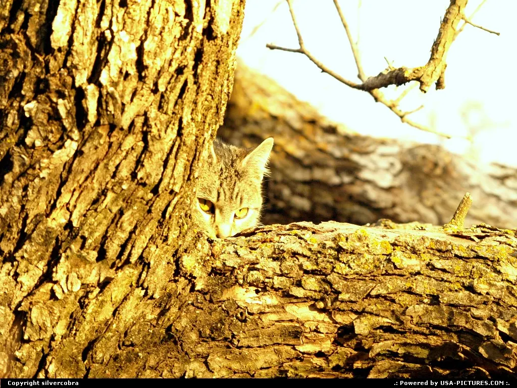 Hidden Cat.
