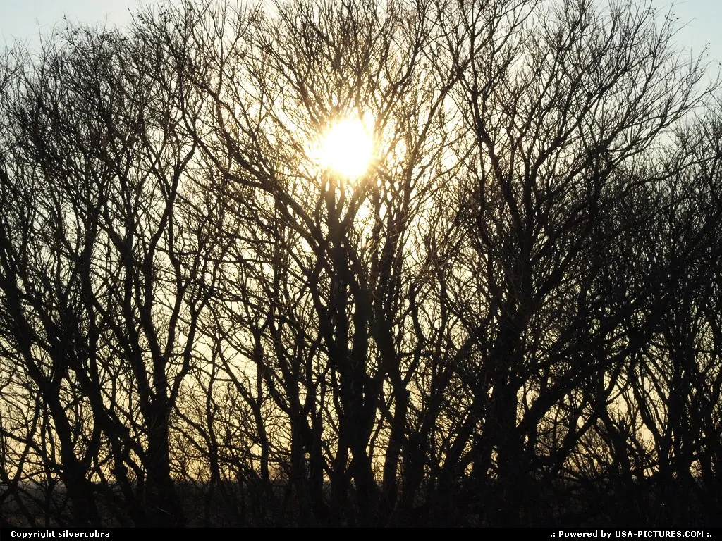 Tree silhouette.