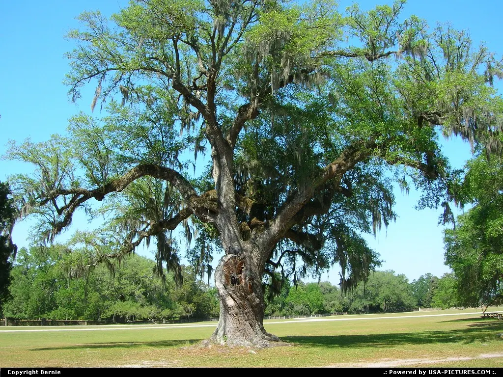 MIDDLETON PLACE