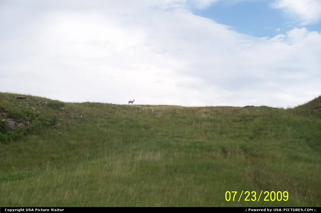 SD Custer Park deer on hilltop