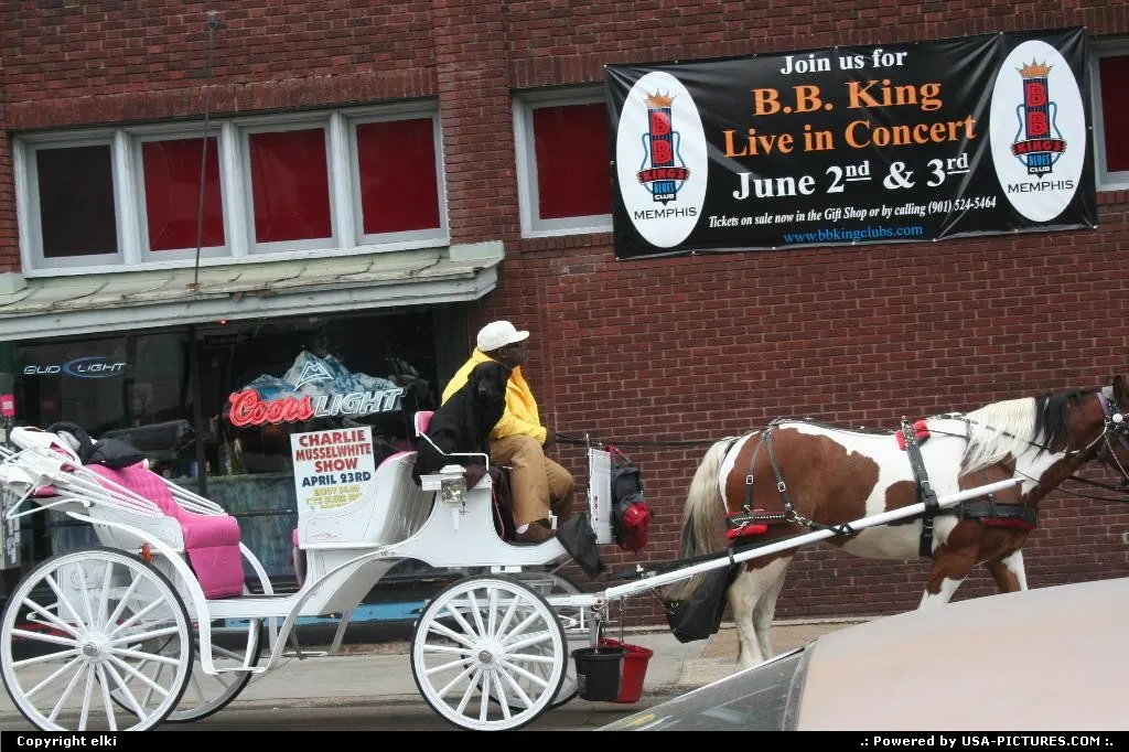 That dog enjoy a ride on horse carriage. Memphis near beagle street.