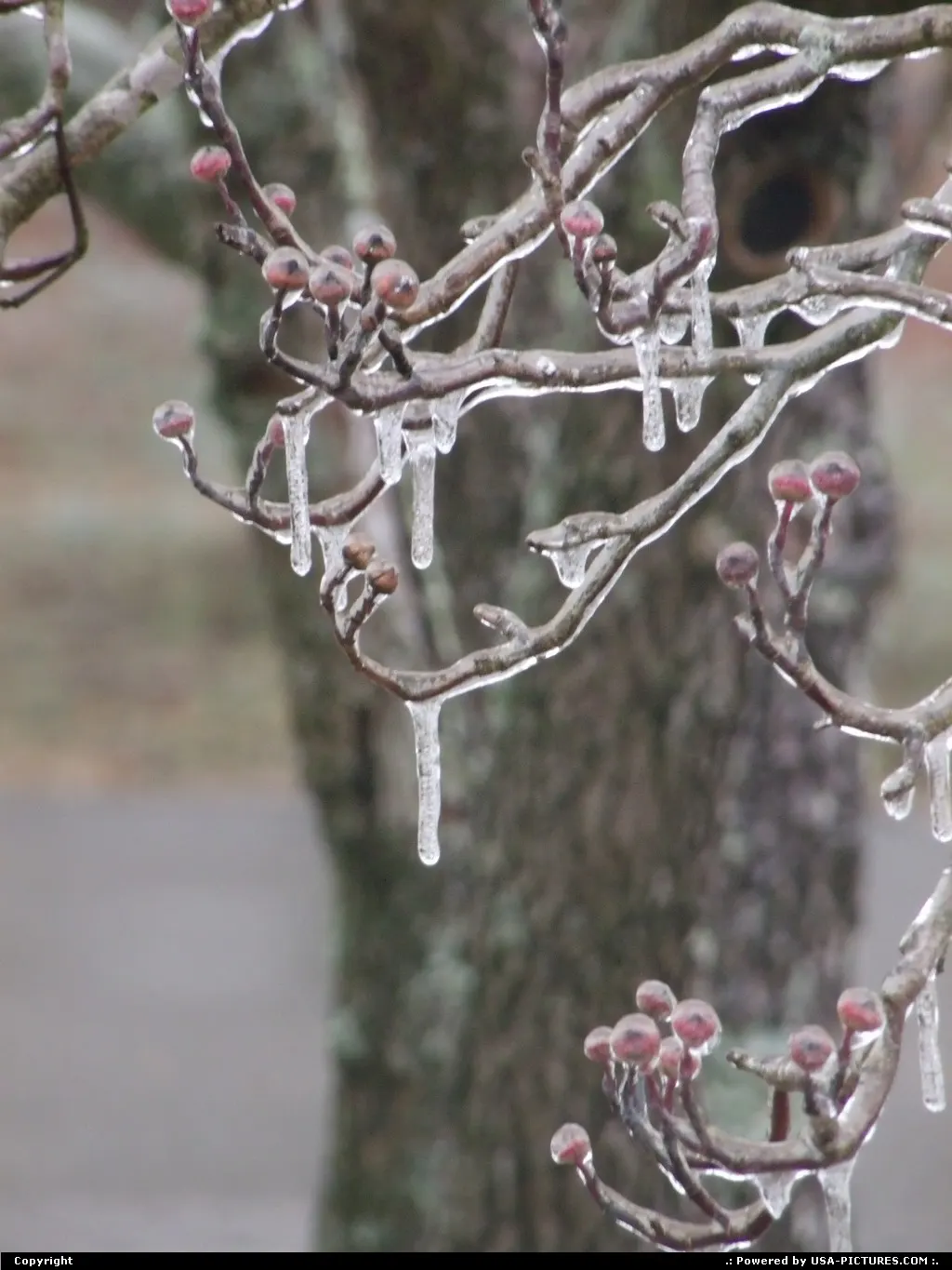 Winter in Knoxville, TN.