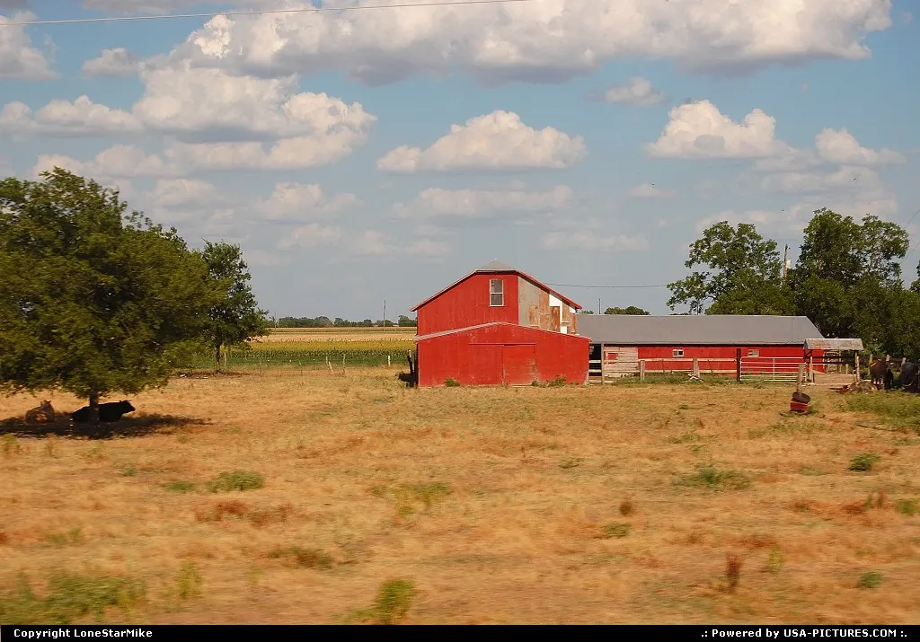 A cow seeks shade underneath the tree while the red barn bakes in the hot Texas sun.