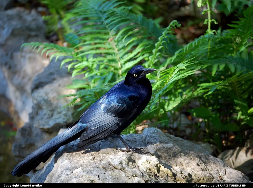 A crow in the Zilker Botanical Gaardens