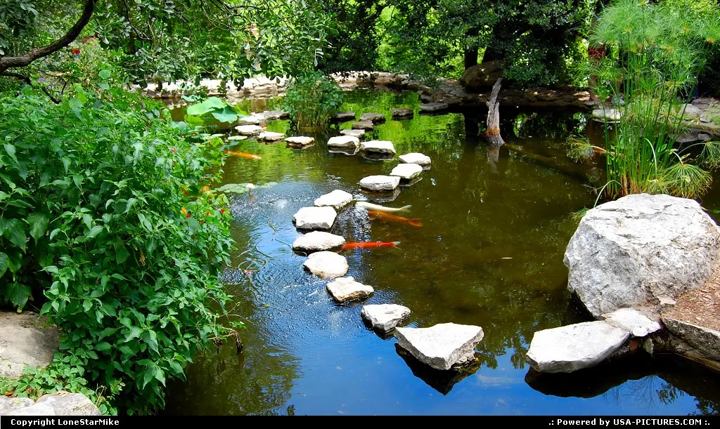 Koi pond in the Isamu Taniguchi Japanese Garden at Zilker Botanical Gardens.