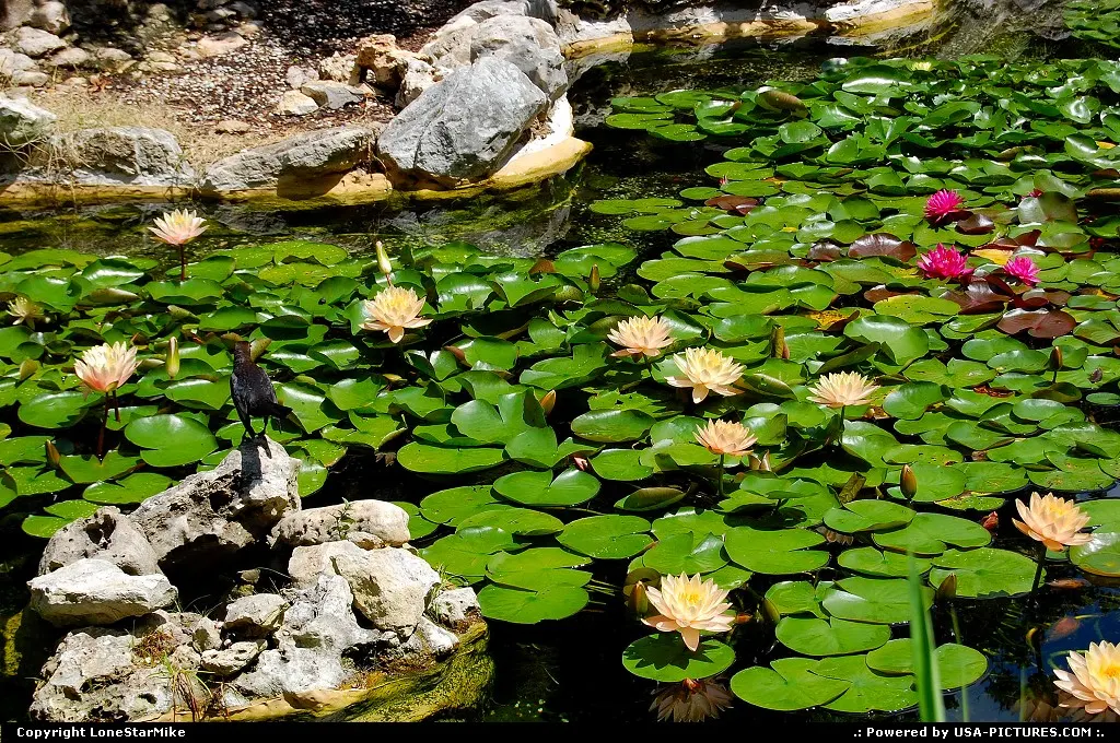 One of the ponds in the Isamu Taniguchi Japanese Garden at Zilker Botanical Gardens.