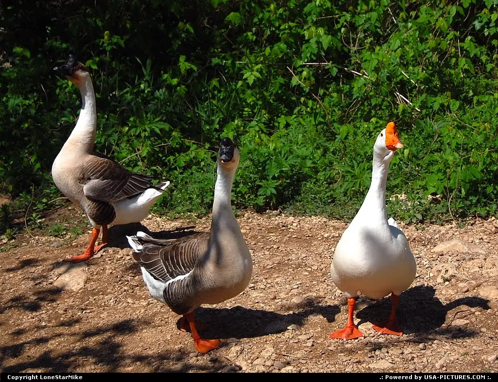 Ducks (waiting for you to feed them) along the trail in Zilker Park near Barton Springs...