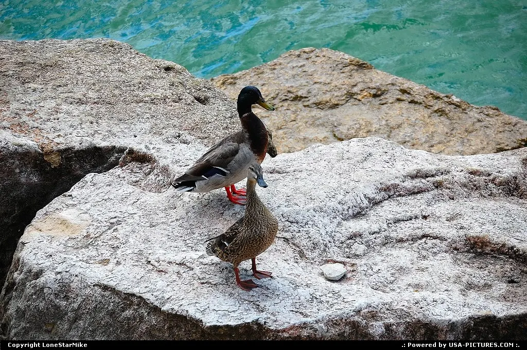 Ducks at Lake Travis