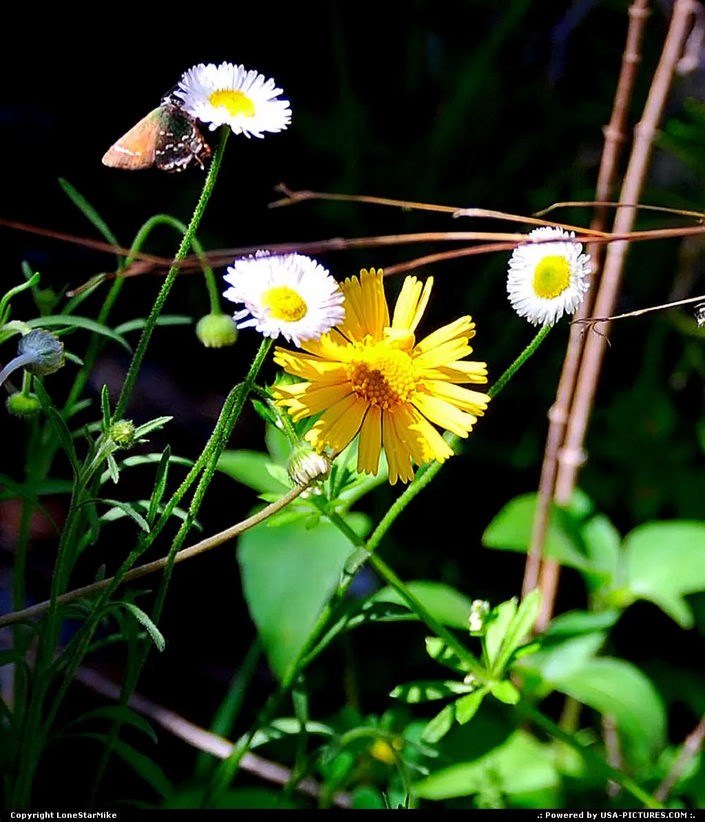 Wildflowers along the Barton Creek Greenbelt