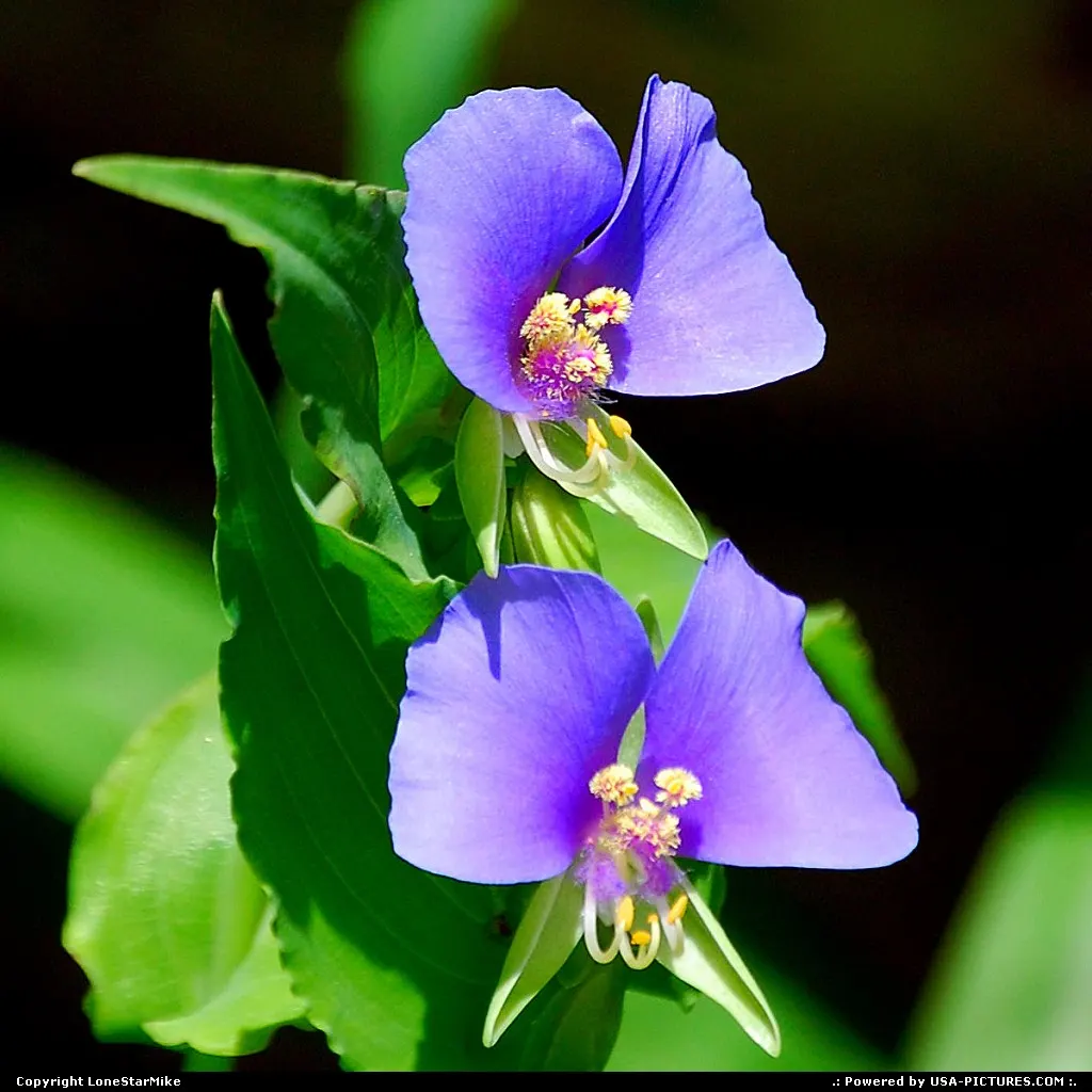 Wildflowers along the Barton Creek Greenbelt