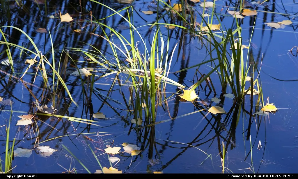 Texas Big Thicket