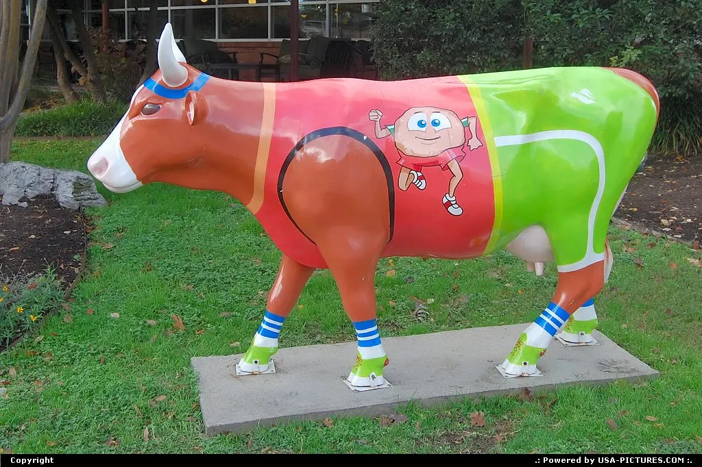 Cow art in Austin, TX