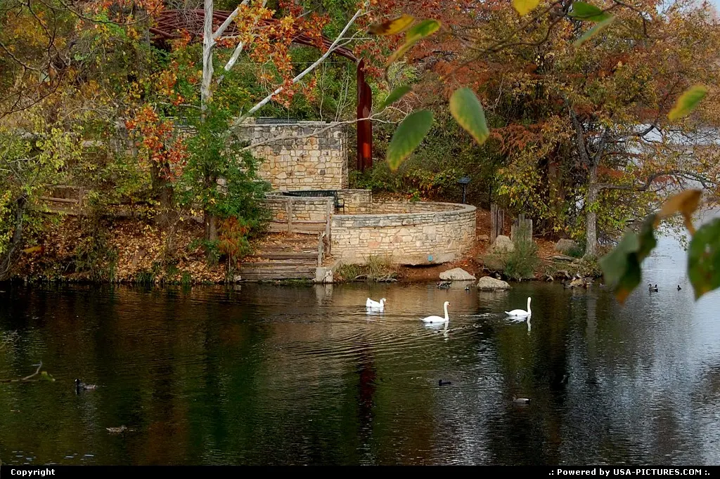 Swans on Barton Creek