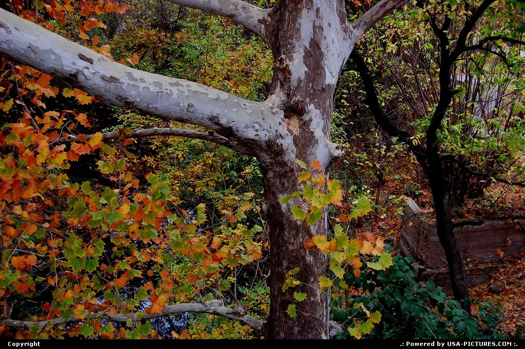 Fall foliage in Austin, TX