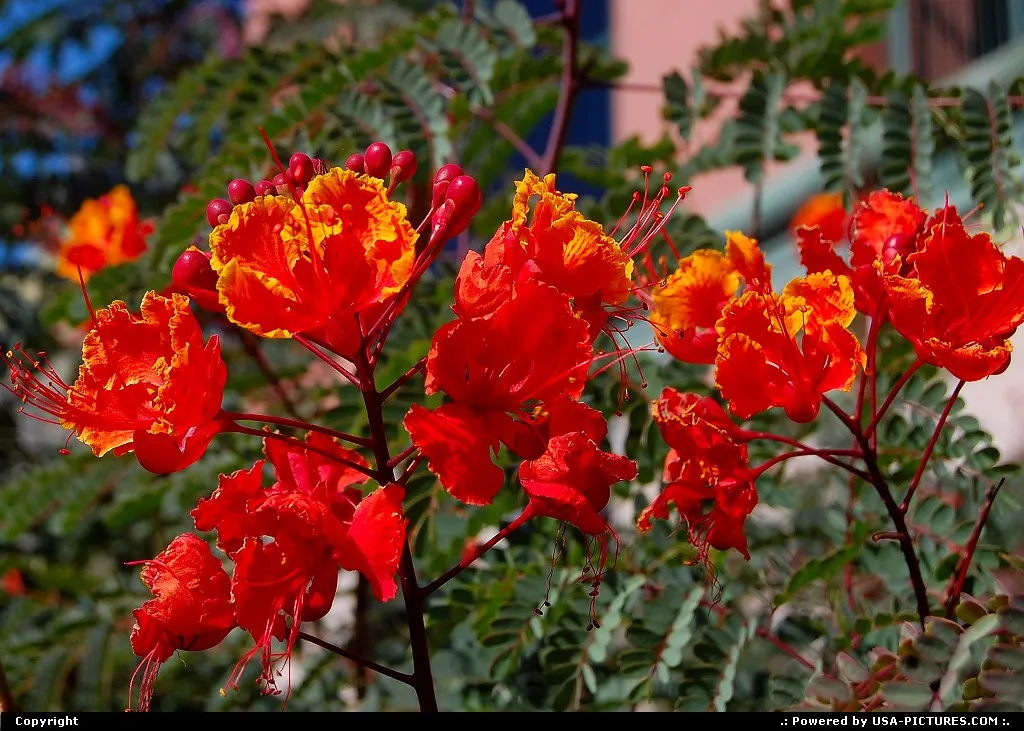 unknown flower in Austin, TX