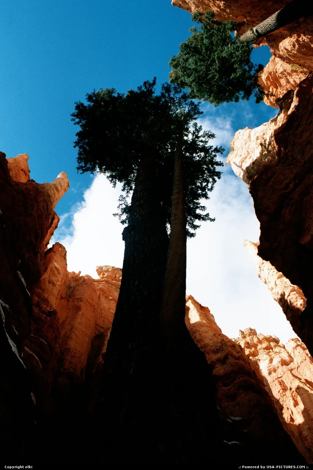 Trees within the canyon