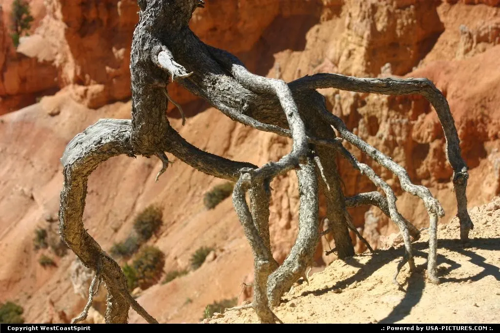 Out of the soil roots of this starving tree within the canyon.