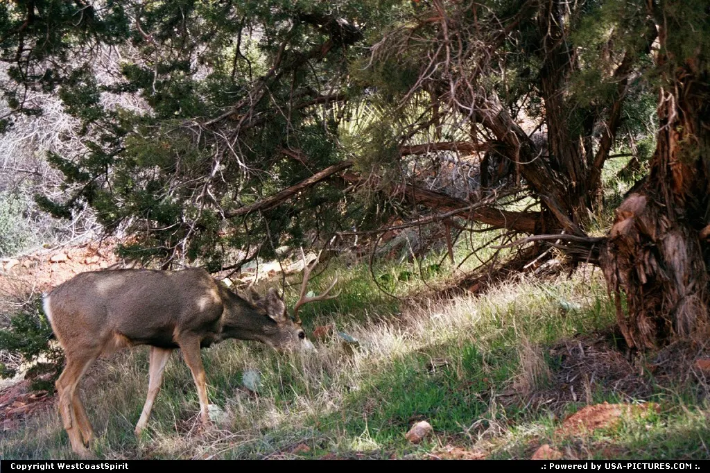 A deer having a grassy lunch down the road