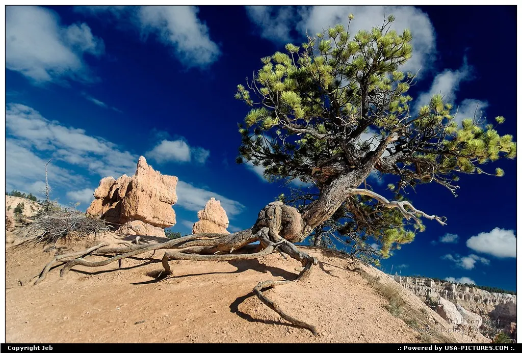 The running tree