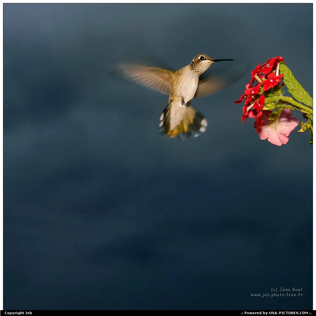 humming bird