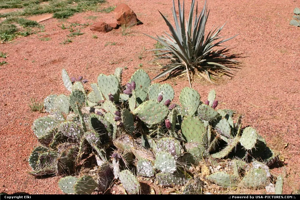 Cactus and more