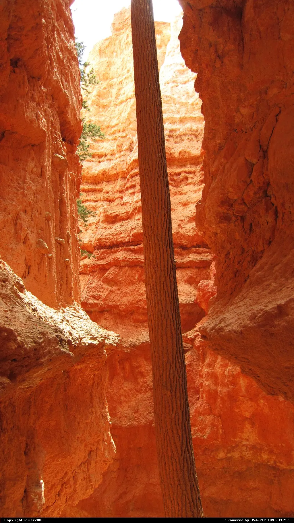 Descending into Bryce Canyon on Navajo Trail.