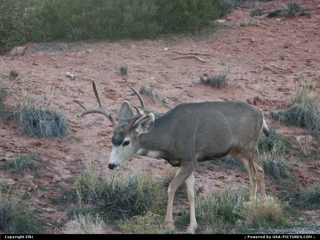Wildlife in the canyon